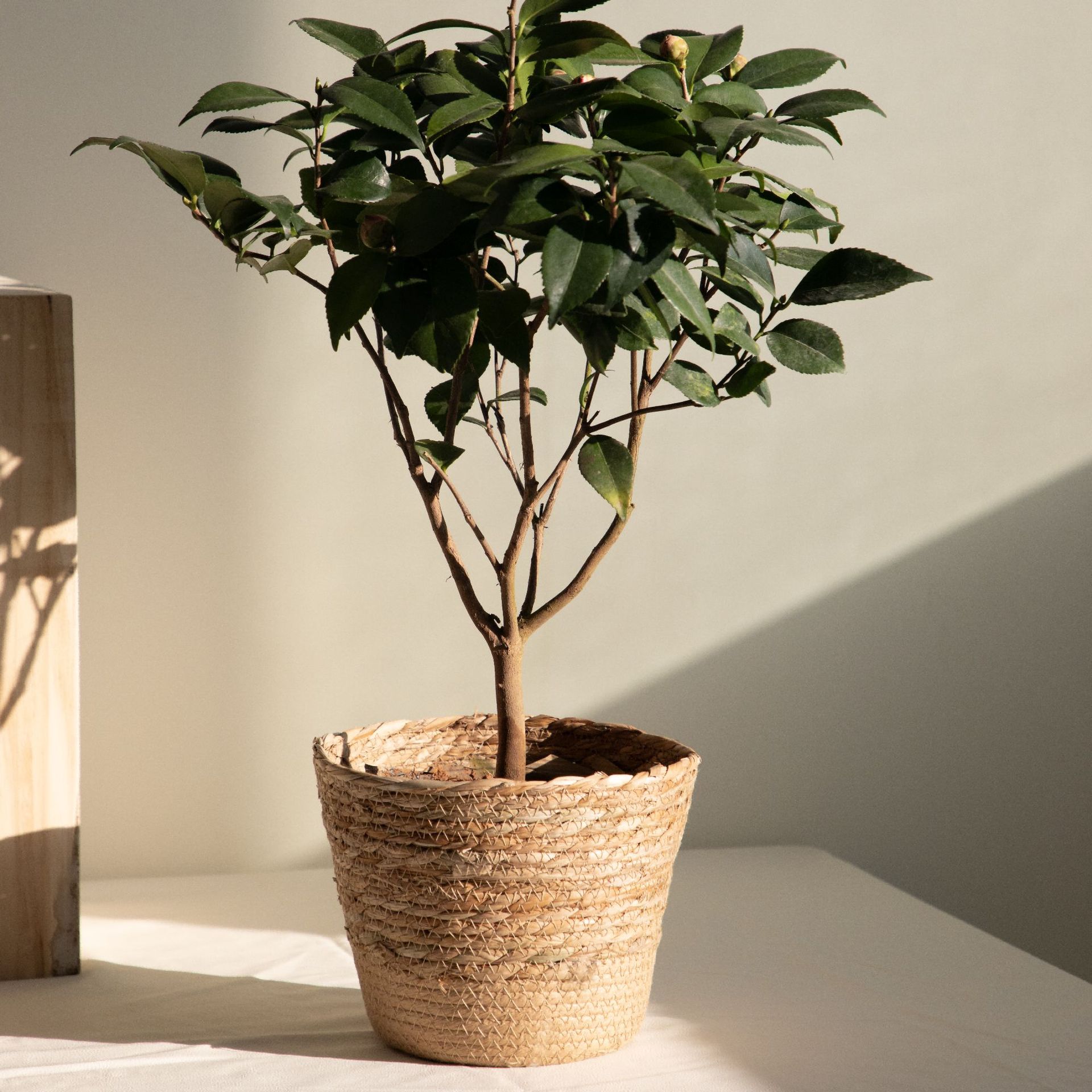 Mehrzweck-Aufbewahrungskorb au – Rattan Plant Basket Bewertung und Preis