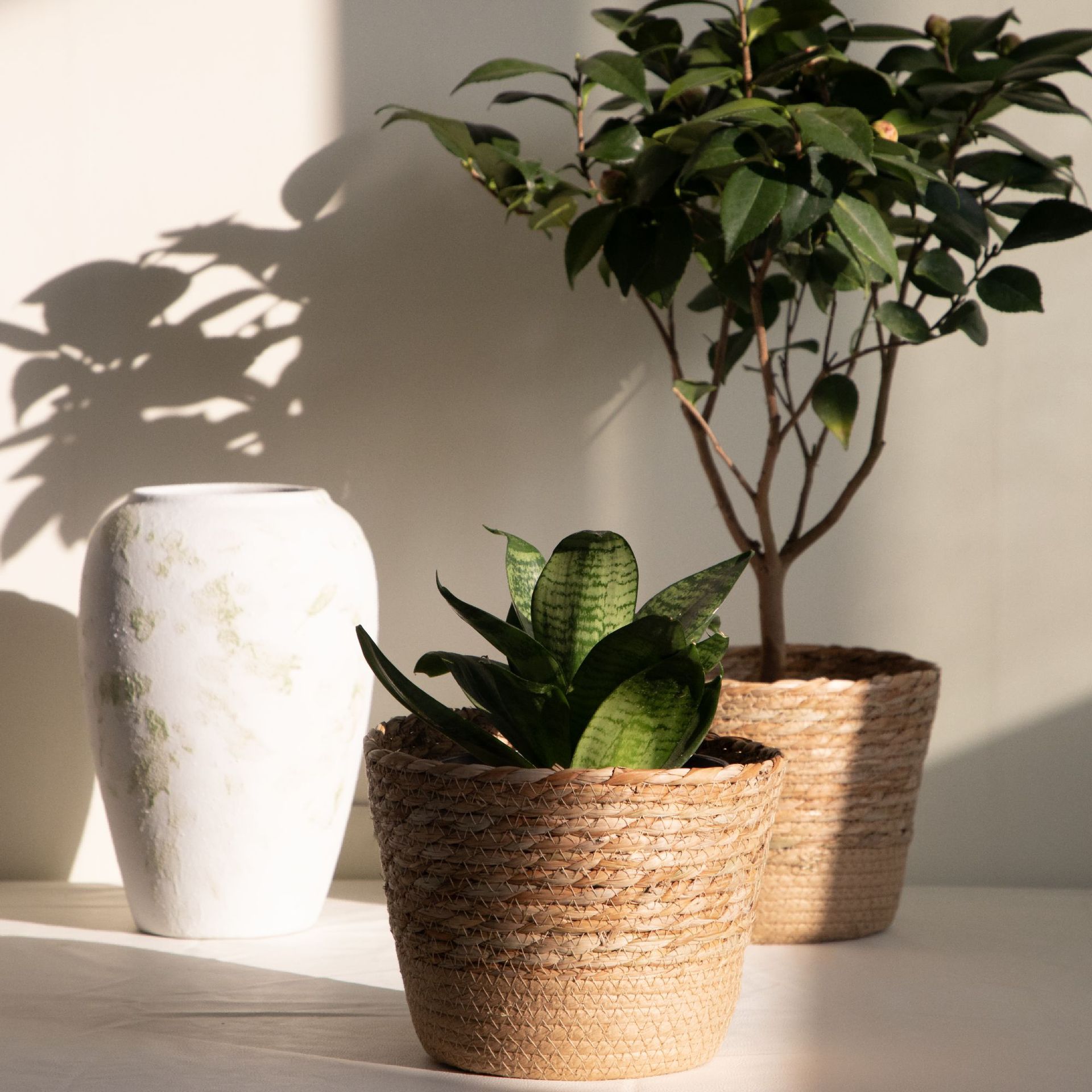 Mehrzweck-Aufbewahrungskorb au – Rattan Plant Basket Bewertung und Preis